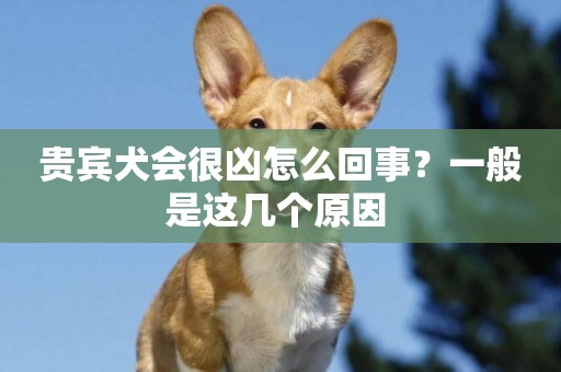 貴賓犬會很兇怎么回事？一般是這幾個原因 