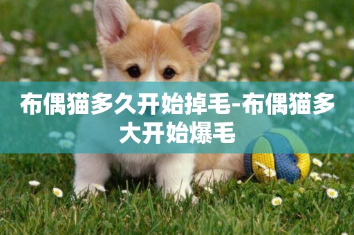 布偶貓多久開始掉毛-布偶貓多大開始爆毛