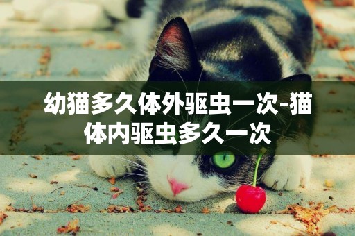 幼貓多久體外驅蟲一次-貓體內驅蟲多久一次
