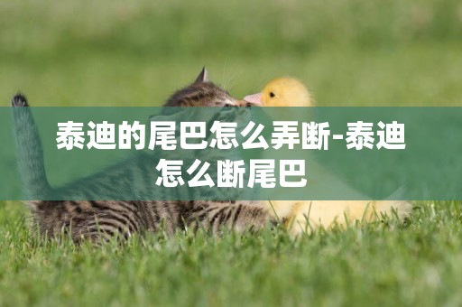 泰迪的尾巴怎么弄斷-泰迪怎么斷尾巴