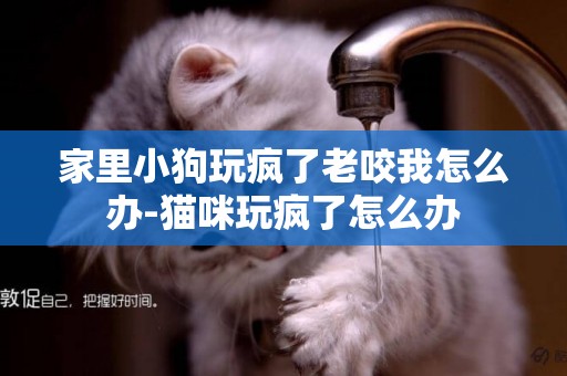 家里小狗玩瘋了老咬我怎么辦-貓咪玩瘋了怎么辦