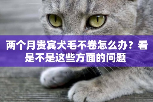 兩個月貴賓犬毛不卷怎么辦？看是不是這些方面的問題 
