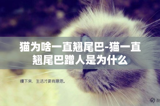 貓為啥一直翹尾巴-貓一直翹尾巴蹭人是為什么