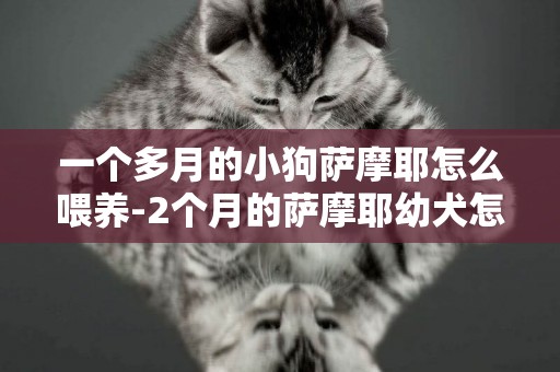 一個多月的小狗薩摩耶怎么喂養-2個月的薩摩耶幼犬怎么喂養比較好