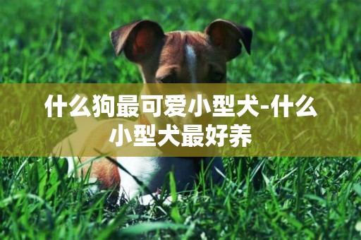 什么狗最可愛小型犬-什么小型犬最好養