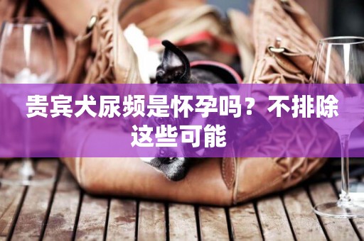 貴賓犬尿頻是懷孕嗎？不排除這些可能 