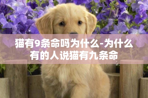 貓有9條命嗎為什么-為什么有的人說貓有九條命