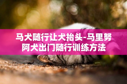馬犬隨行讓犬抬頭-馬里努阿犬出門隨行訓練方法