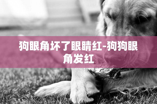 狗眼角壞了眼睛紅-狗狗眼角發紅