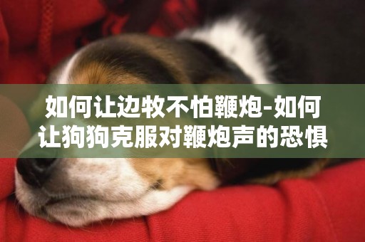 如何讓邊牧不怕鞭炮-如何讓狗狗克服對鞭炮聲的恐懼