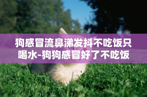 狗感冒流鼻涕發抖不吃飯只喝水-狗狗感冒好了不吃飯只喝水