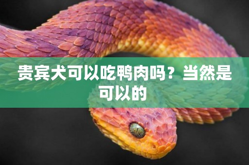貴賓犬可以吃鴨肉嗎？當然是可以的 