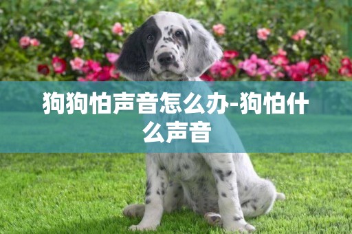 狗狗怕聲音怎么辦-狗怕什么聲音