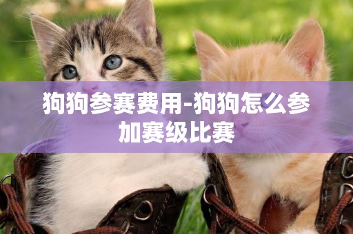 狗狗參賽費用-狗狗怎么參加賽級比賽