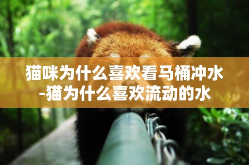 貓咪為什么喜歡看馬桶沖水-貓為什么喜歡流動的水