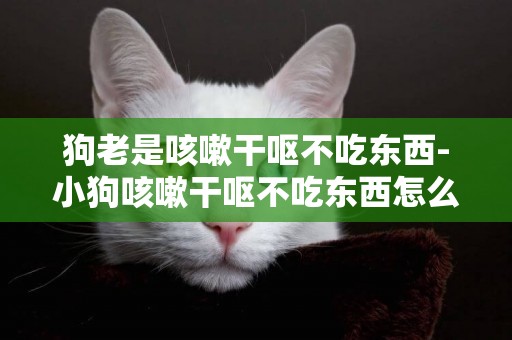 狗老是咳嗽干嘔不吃東西-小狗咳嗽干嘔不吃東西怎么辦咳嗽怎么辦