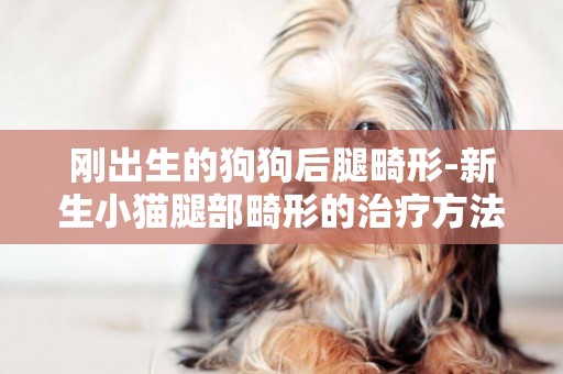 剛出生的狗狗后腿畸形-新生小貓腿部畸形的治療方法