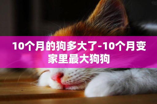 10個月的狗多大了-10個月變家里最大狗狗