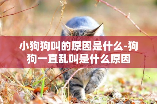 小狗狗叫的原因是什么-狗狗一直亂叫是什么原因