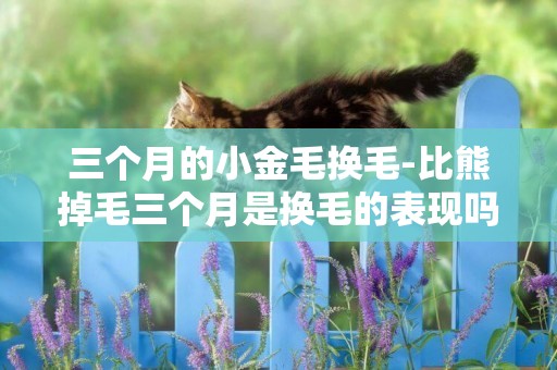 三個月的小金毛換毛-比熊掉毛三個月是換毛的表現嗎