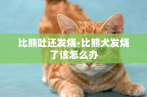 比熊吐還發燒-比熊犬發燒了該怎么辦