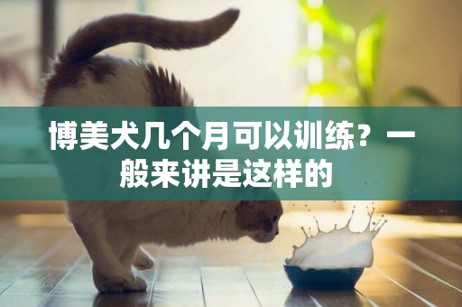 博美犬幾個月可以訓練？一般來講是這樣的 
