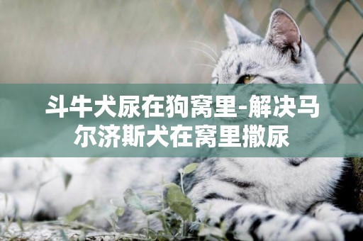 斗牛犬尿在狗窩里-解決馬爾濟斯犬在窩里撒尿
