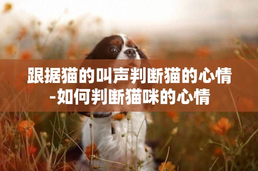 跟據貓的叫聲判斷貓的心情-如何判斷貓咪的心情