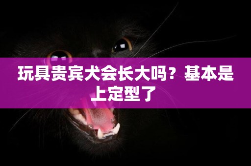 玩具貴賓犬會長大嗎？基本是上定型了 