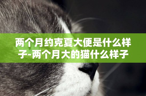 兩個月約克夏大便是什么樣子-兩個月大的貓什么樣子