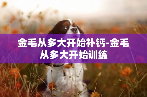 金毛從多大開始補鈣-金毛從多大開始訓練