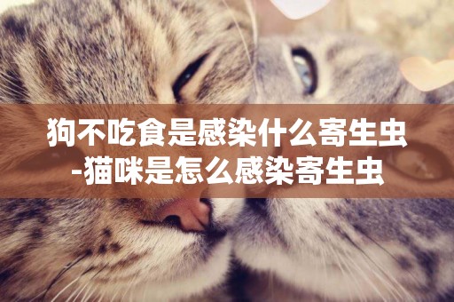 狗不吃食是感染什么寄生蟲-貓咪是怎么感染寄生蟲