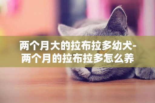 兩個月大的拉布拉多幼犬-兩個月的拉布拉多怎么養