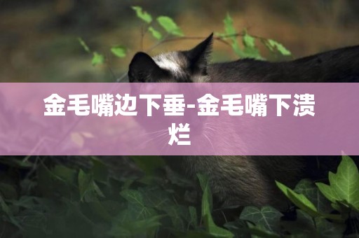 金毛嘴邊下垂-金毛嘴下潰爛