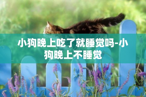小狗晚上吃了就睡覺嗎-小狗晚上不睡覺