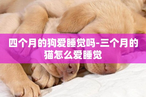 四個月的狗愛睡覺嗎-三個月的貓怎么愛睡覺