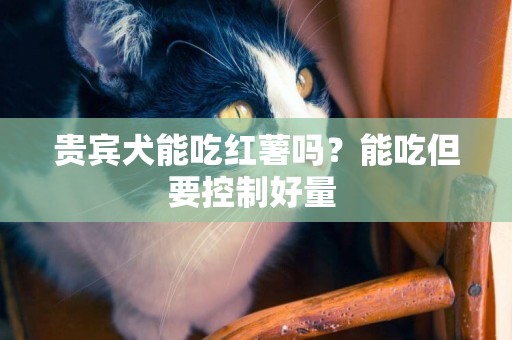 貴賓犬能吃紅薯嗎？能吃但要控制好量 