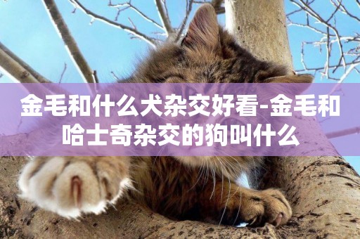 金毛和什么犬雜交好看-金毛和哈士奇雜交的狗叫什么