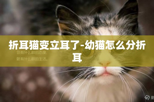 折耳貓變立耳了-幼貓怎么分折耳