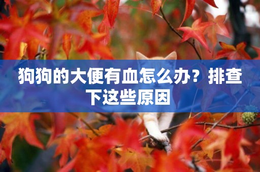 狗狗的大便有血怎么辦？排查下這些原因 
