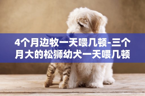 4個月邊牧一天喂幾頓-三個月大的松獅幼犬一天喂幾頓好