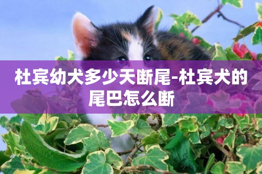 杜賓幼犬多少天斷尾-杜賓犬的尾巴怎么斷