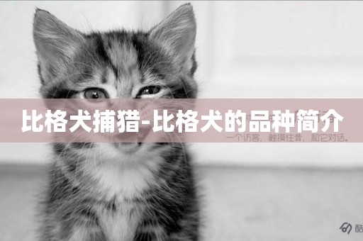 比格犬捕獵-比格犬的品種簡介