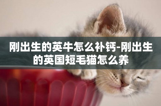 剛出生的英牛怎么補鈣-剛出生的英國短毛貓怎么養