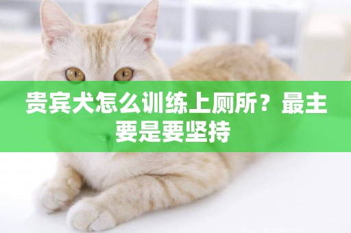貴賓犬怎么訓練上廁所？最主要是要堅持 
