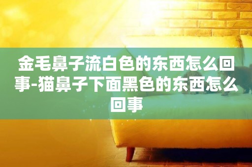 金毛鼻子流白色的東西怎么回事-貓鼻子下面黑色的東西怎么回事