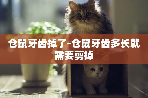 倉鼠牙齒掉了-倉鼠牙齒多長就需要剪掉