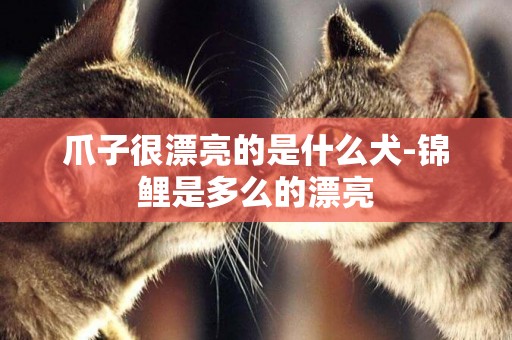 爪子很漂亮的是什么犬-錦鯉是多么的漂亮