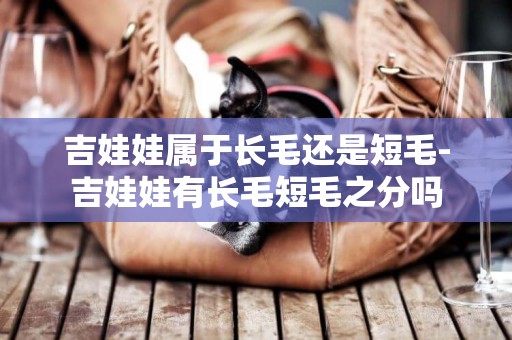 吉娃娃屬于長毛還是短毛-吉娃娃有長毛短毛之分嗎