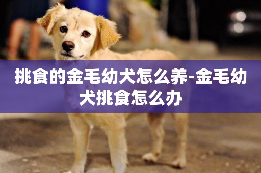 挑食的金毛幼犬怎么養-金毛幼犬挑食怎么辦